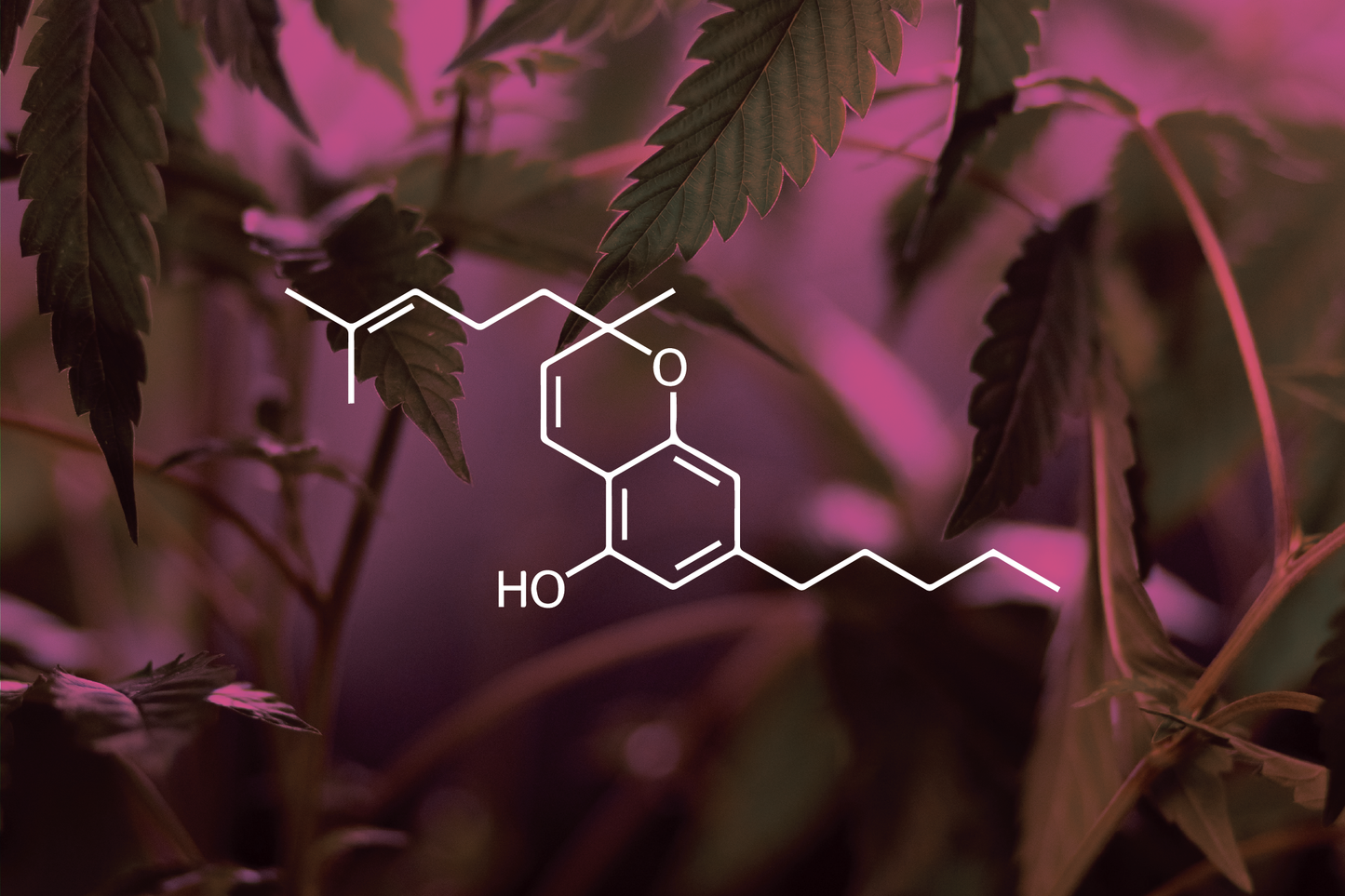 What is CBC? The Newcomer Cannabinoid