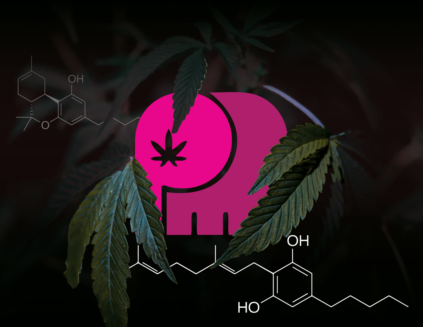 The Pink Elephant - A New Cannabis Education Initiative. Expand your knowledge on THC, CBD and More. 